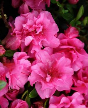 Рододендрон японская