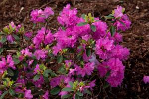 Рододендрон