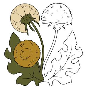 Одуванчик картинка раскраска