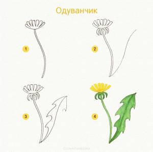 Одуванчик легкий рисунок