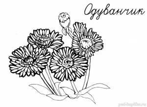 Одуванчик