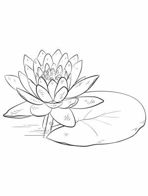 Раскраски Лотос