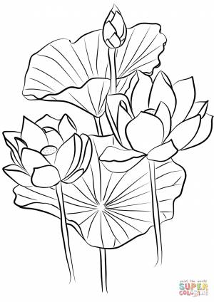 Раскраска Лотос орехоносный