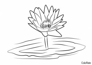 Раскраска Лотос в воде