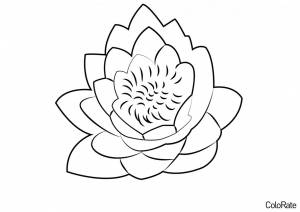 Раскраска Свежий лотос