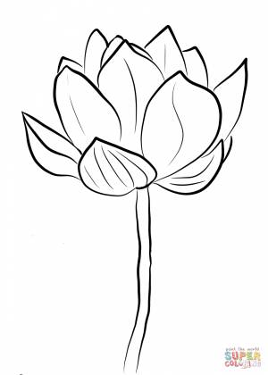 Раскраска Цветущий лотос