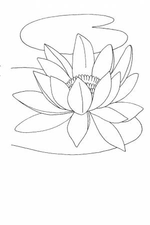 Лотос карандашом рисунок для детей