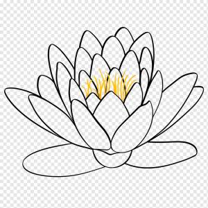 Лотос, Цветок Лотоса, Кувшинка, Лотос Клип Арт, png