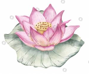 Цветок лотоса