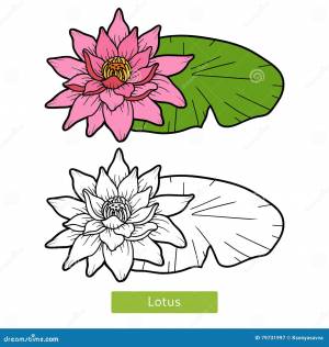 Книжка-раскраска, лотос цветка Иллюстрация вектора