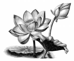 Лотос орехоносный рисунок