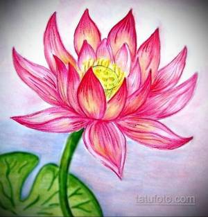 Лотос орехоносный для срисовки