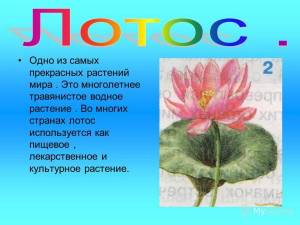 Картинки окружающий мир лотос