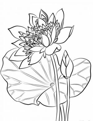 Раскраски Лотос орехоносный
