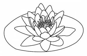 Раскраски Лотос орехоносный