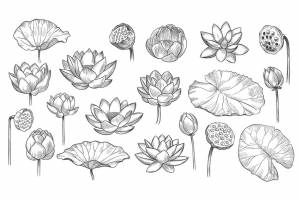 Лист лотоса рисунок