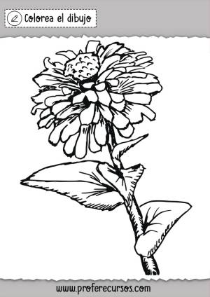 Рисунок циния
