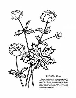 Раскраска цветы из красной книги