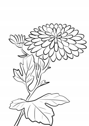 Рисунок циния