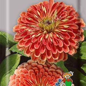 Цинния изящная Медно-розовая, 0,4 г