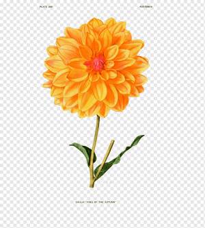 Ботаническая иллюстрация Botany Flower Винтажная одежда Dahlia pinnata, flower, апельсин, растение Стебель, однолетнее растение png