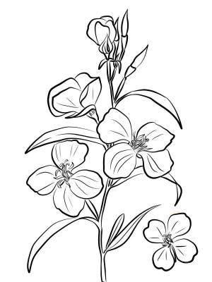 Раскраски Годеция