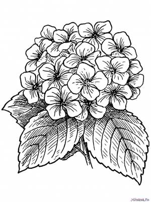 Раскраска Гортензия