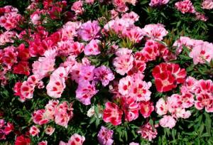 Цветок годеция