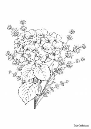 Раскраска Лаванда и гортензия