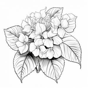 Раскраска для детей крупнолистная гортензия