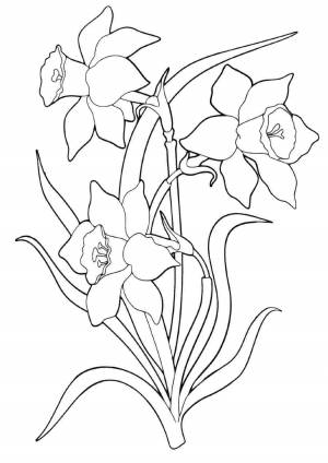 Раскраски, Гортензия раскраска