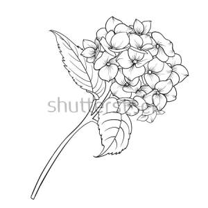 Картина Рисунок цветка гортензии на белом фоне маслом на холсте