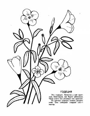 DataLife Engine > Версия для печати > Раскраска садовые цветы