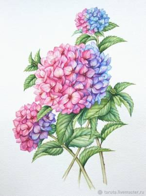 Рисунок Гортензия акварель