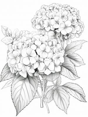 Гортензия