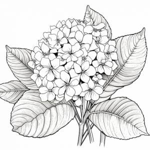 Раскраска для детей крупнолистная гортензия в мультяшном стиле