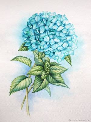 Рисунок Изумрудно-бирюзовая гортензия акварель