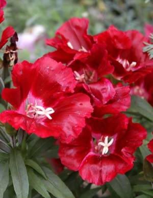 годеция Красное вино 0,3 гр