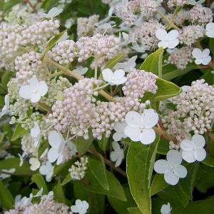 Гортензия Метельчатая Прим Вайт