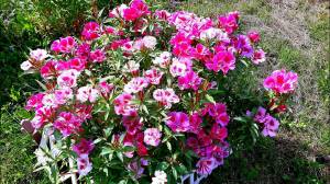 Годеция Обыкновенный Летний рай