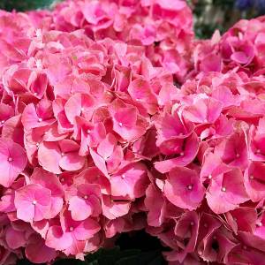 Гортензия Крупнолистовая Спайк