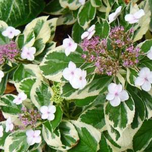 Гортензия Крупнолистовая Вариегата