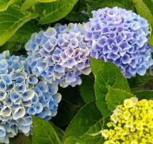 Гортензия Крупнолистовая Мэджикал Революшн