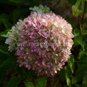Гортензия метельчатая Жемчужина фестиваля из каталога Саженцы гортензии