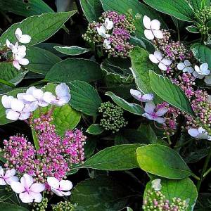 Гортензия Крупнолистовая Вариегата