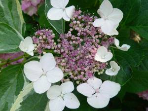 Гортензия Крупнолистовая Вариегата