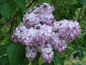 Сирень обыкновенная Гортензия