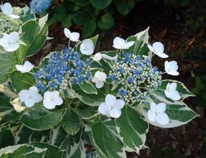 Гортензия Крупнолистовая Триколор