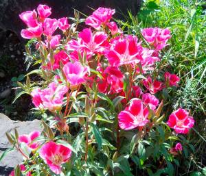 Цветок годеция