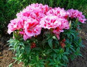 Цветок Годеция